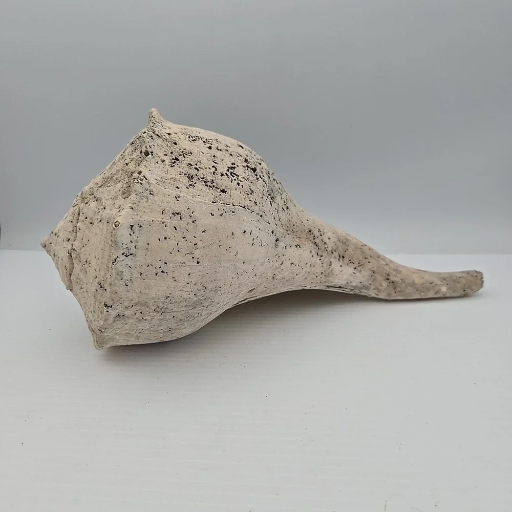 Large Lightning Whelk 10